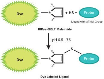 Maleimide IRDye 680RD Maleimide Can Label Molecules with Free Sulfhydryls