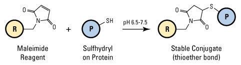 Maleimide SulfhydrylReactive Crosslinker Chemistry Thermo Fisher Scientific