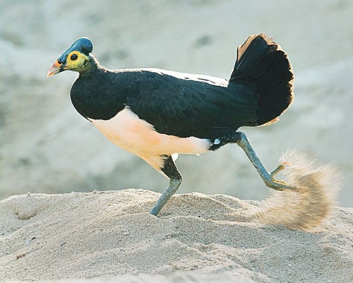 Maleo Can We Save the Maleo the Most Curious of Sulawesi39s Endemic Birds