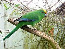 Malherbe's parakeet httpsuploadwikimediaorgwikipediacommonsthu