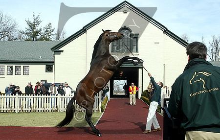 Malibu Moon (horse) PHOTOS BY Z Thoroughbred Horse Photographer Other Stallions