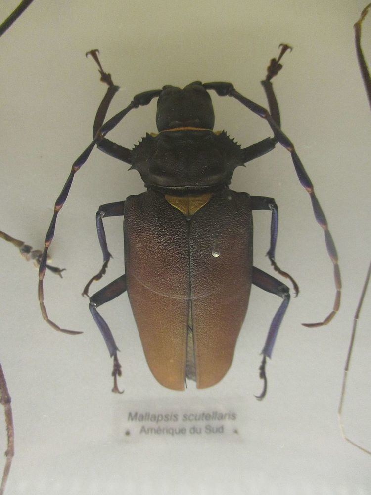 Mallaspis