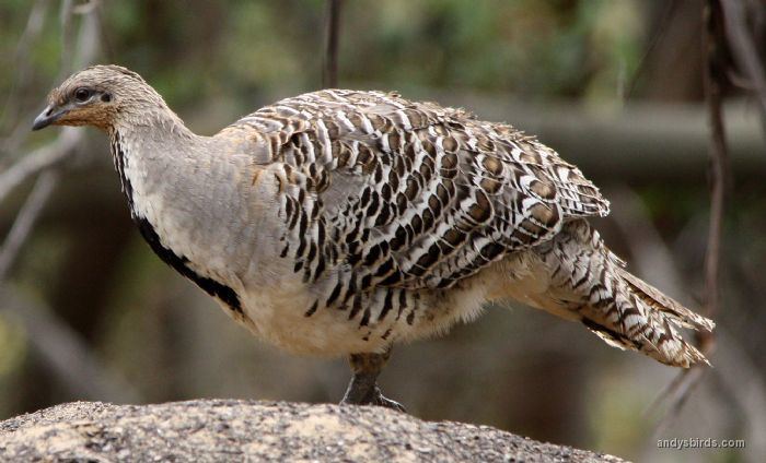 Malleefowl Andy39s Birds A Passion for Bird Photography