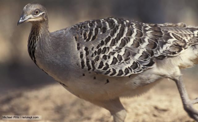 Malleefowl BBC Nature Malleefowl videos news and facts
