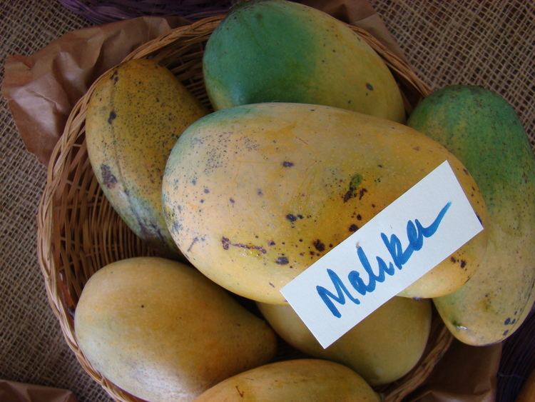 Mallika (mango) FileMango Mallika Asitfs8jpg Wikimedia Commons