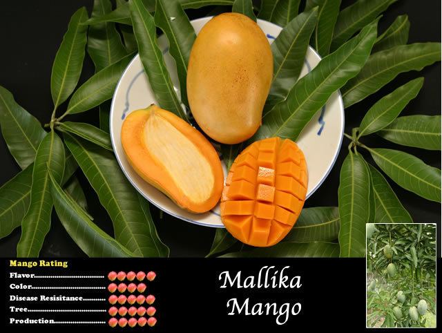 Mallika (mango) Pine Island Nursery Mango Variety Viewer Mallika