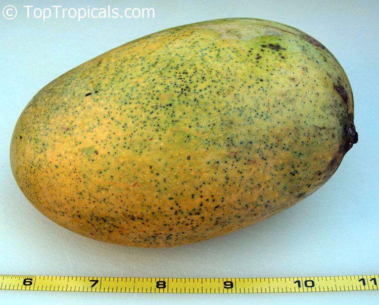 Mallika (mango) TopTropicalscom rare plants for home and garden