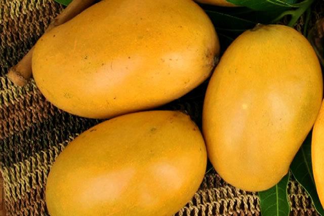 Mallika (mango) Chhajed Organic Mango Largest producer amp suppliers of organic mangoes