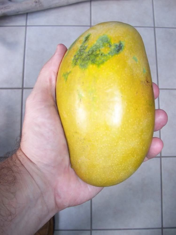 Mallika (mango) 1st Mallika Mango
