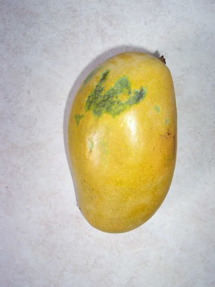 Mallika (mango) 1st Mallika Mango
