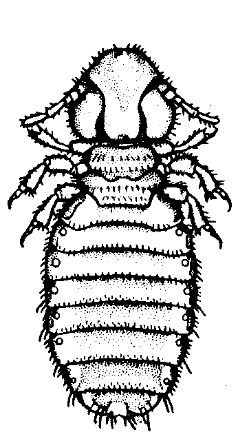 Mallophaga mallophagagif