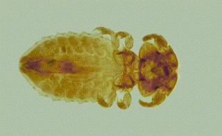Mallophaga Mallophaga Biting lice Discover Life