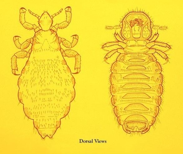 Mallophaga Insect Identification