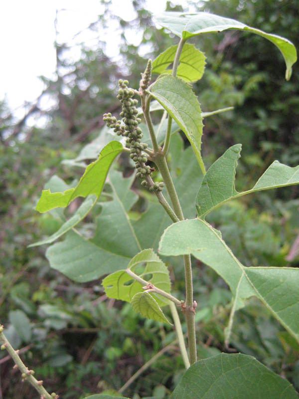 Mallotus oppositifolius West African Plants A Photo Guide Mallotus oppositifolius