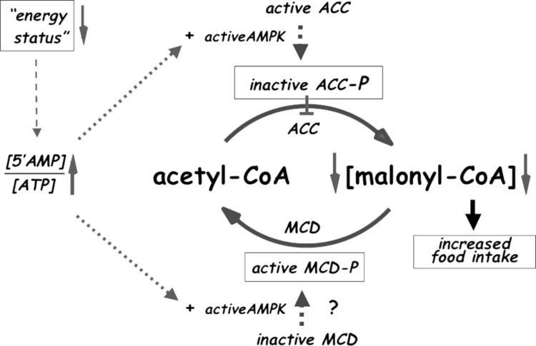 Malonyl-CoA Role of malonylCoA in the hypothalamic control of food intake and