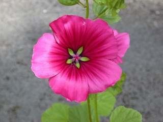 Malope Malope Gallery