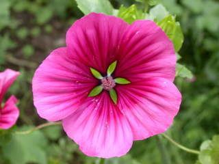 Malope Malope Gallery