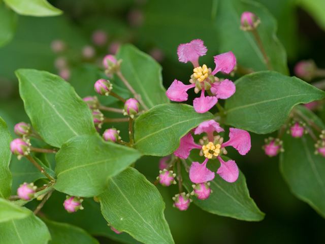 Malpighia glabra wwwwildflowerorgimagearchive640x480BLBLIMG