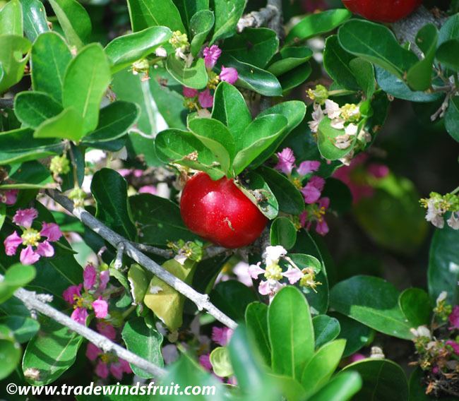Malpighia glabra Acerola Barbados Cherry Malpighia glabra M punicifolia