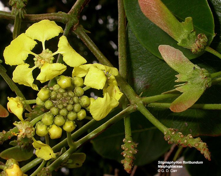 Malpighiaceae Flowering Plant Families UH Botany