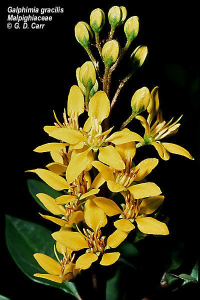 Malpighiaceae Flowering Plant Families UH Botany
