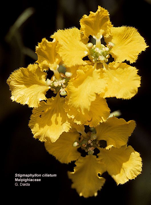 Malpighiaceae Flowering Plant Families UH Botany