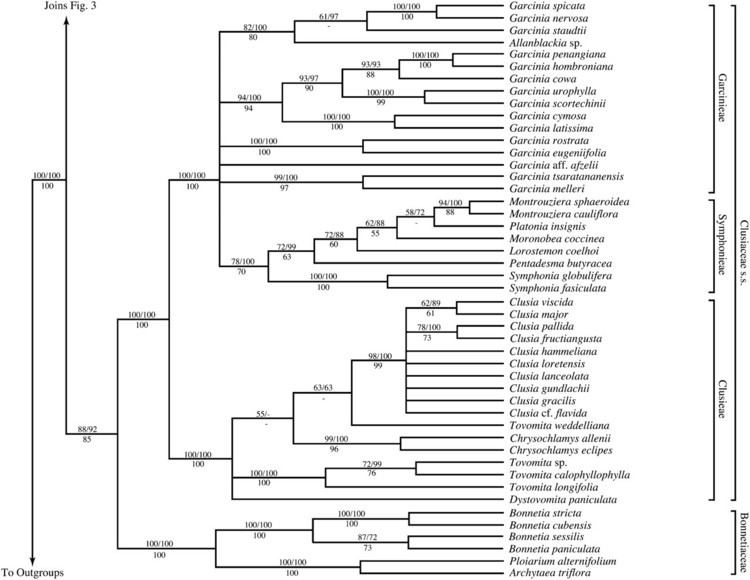 Malpighiales Phylogeny of the clusioid clade Malpighiales Evidence from the