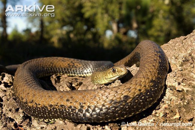 Malpolon monspessulanus Montpellier snake videos photos and facts Malpolon monspessulanus