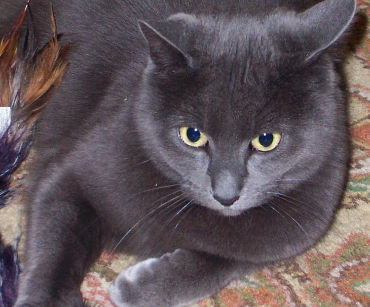 Maltese cat FileMaltesecatblue1PNG Wikimedia Commons