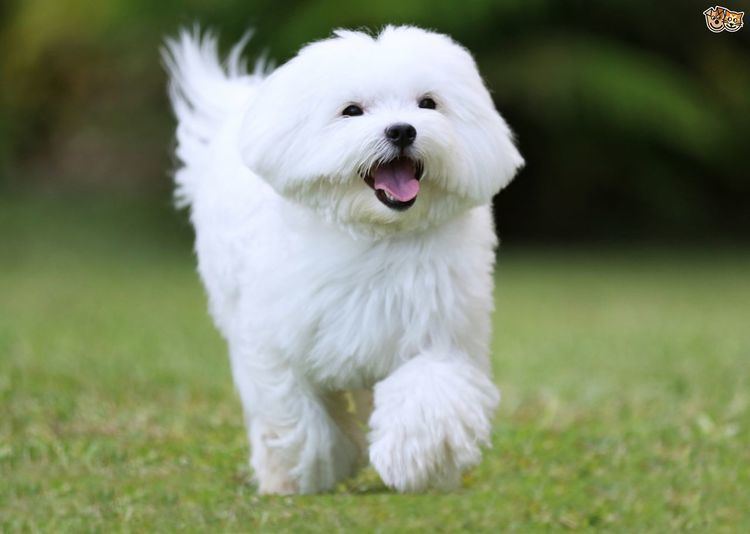Maltese (dog) Maltese Dog Breed Information Facts Photos Care Pets4Homes