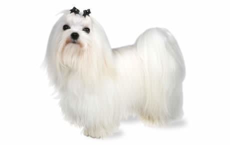 Maltese (dog) Maltese Dog Breed Information Pictures Characteristics amp Facts