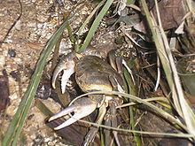 Maltese freshwater crab httpsuploadwikimediaorgwikipediacommonsthu