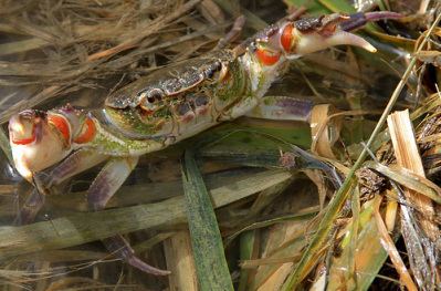 Maltese freshwater crab Freshwater Crab The Magic of Nature
