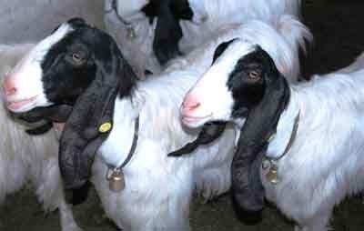 Maltese goat Maltese Goat Modern Farming Methods