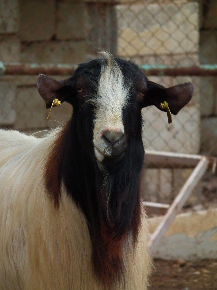 Maltese goat Maltese Goat by Faunamelitensis on DeviantArt