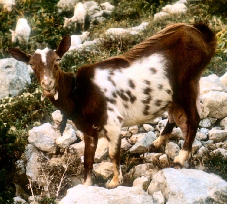 Maltese goat - Alchetron, The Free Social Encyclopedia