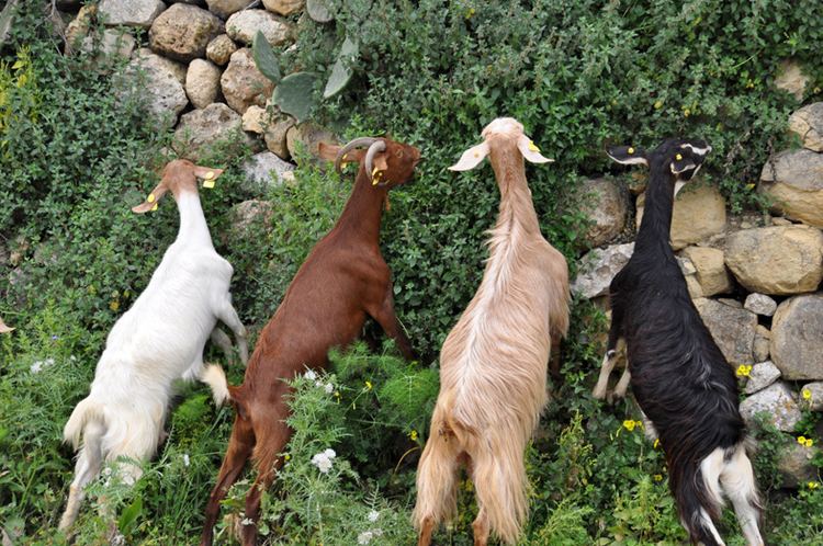 Maltese goat - Alchetron, The Free Social Encyclopedia