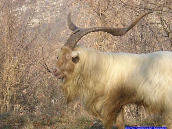 Maltese goat Capra Sarda Sardinian Goat httpwwwbiancogianfrancocom