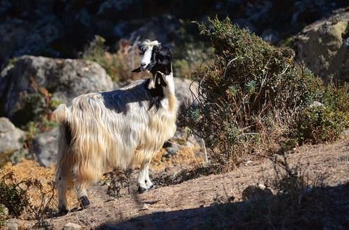 Maltese goat Beautiful pictures of goats grazing in the mountains Photos Images