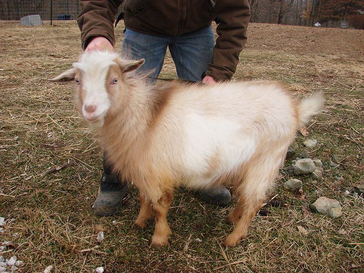 Maltese goat MalteseGoat Nigerian Dwarf Goats For Sale In Indiana Farm