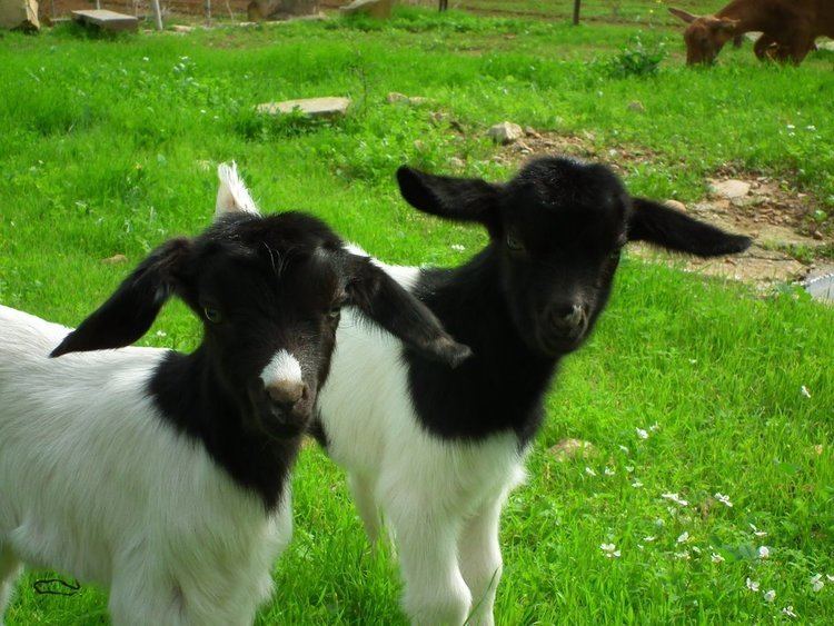 Maltese goat Maltese GoatKids by Faunamelitensis on DeviantArt