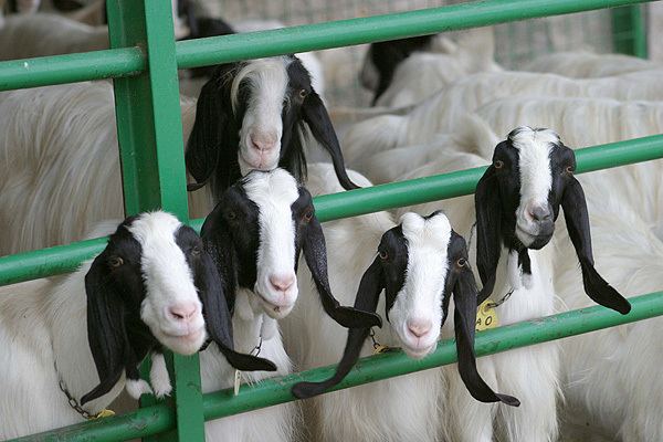 Maltese goat Merill Eco Tours The Maltese Goat Breed