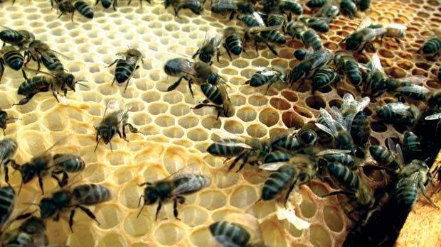 Maltese honey bee httpscdnattachmentstimesofmaltacomlocal23