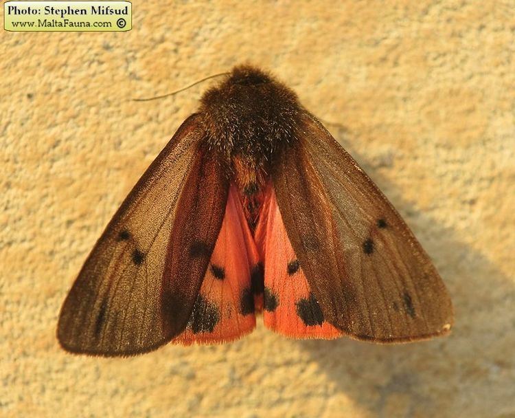 Maltese ruby tiger moth wwwmaltawildplantscomfaunafungiANIMALIAPhrag