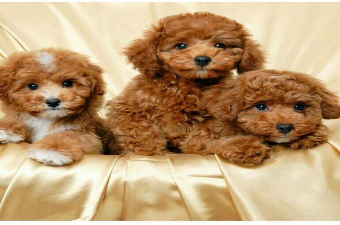 Maltipoo 30 Fascinating Facts About Maltipoo Dogs Teacupdogdaily