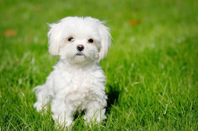 Maltipoo 30 Fascinating Facts About Maltipoo Dogs Teacupdogdaily