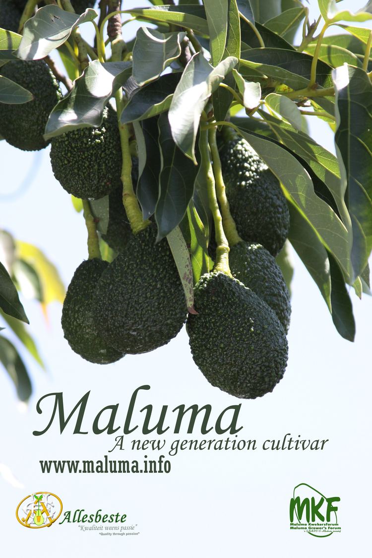 Maluma (avocado) Allesbeste Kwekery Nursery Research develop amp sell avocado trees