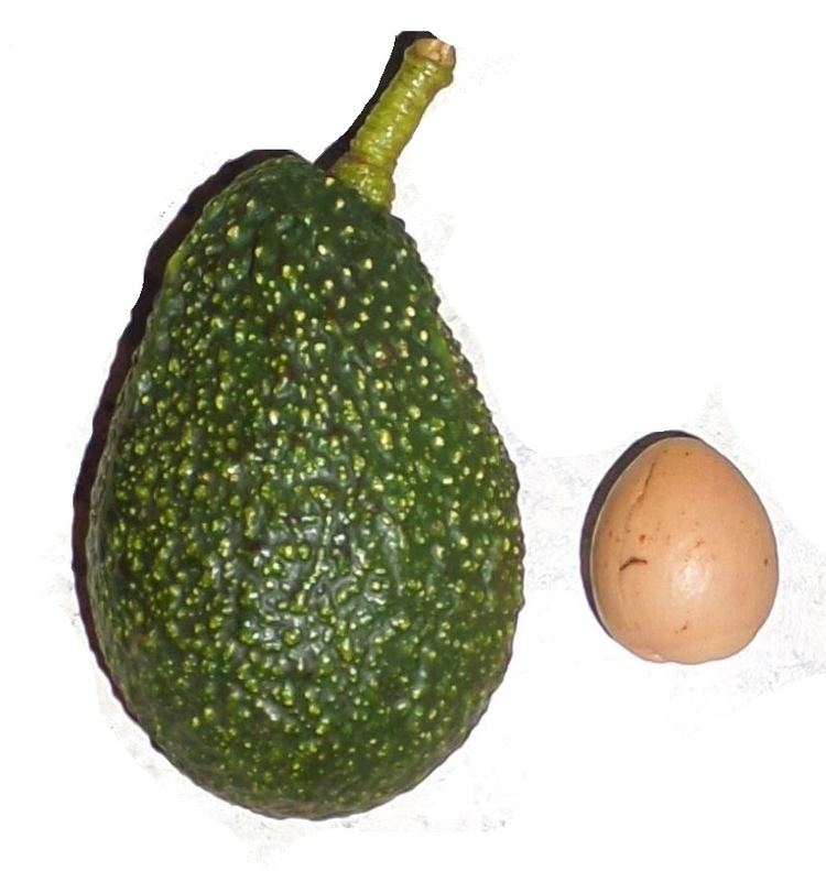 Maluma (avocado) Avocado Maluma Hass