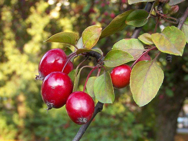 Malus Plant of the month Malus Garden House Brighton