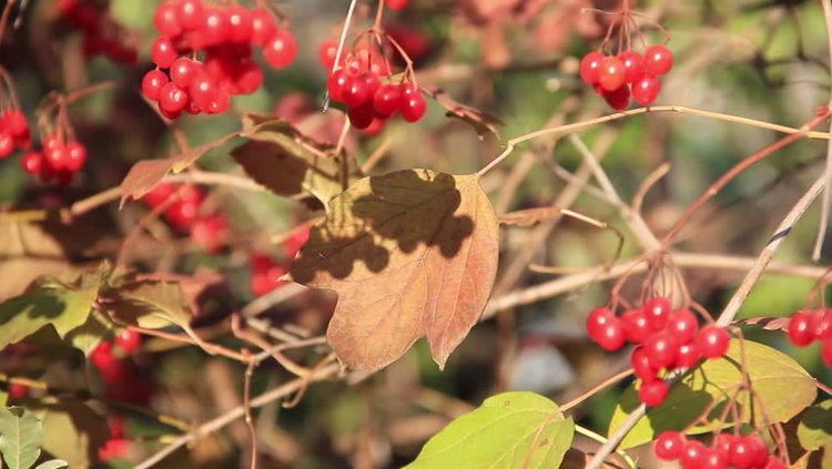 Malus asiatica Chinese Pearleaf Crab Apple Malus Asiatica Stock Footage Video